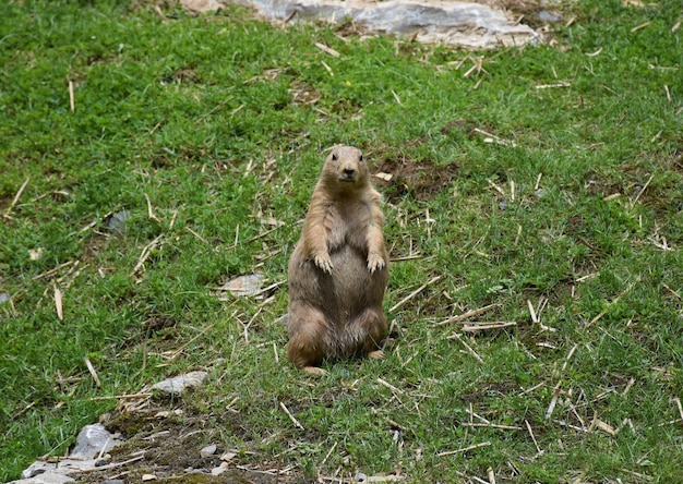 Fat Black Tailed Prairie Dog Sitting on His Back Legs – Free Stock Photo, Download for Free