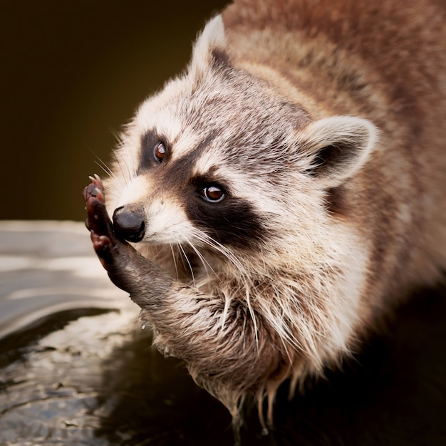 Raccoon Cleaning Its Hands – Free Stock Photo, Download for Free