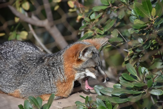 Channel Island Fox Yawning – Free to Download Stock Photo