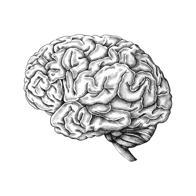 Hand Drawn Human Brain – Free Stock Photo for Download