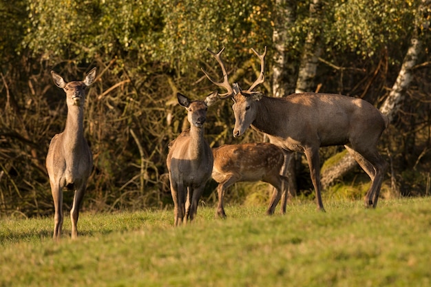 Stunning Red Deer in Natural Habitat During Rut Season – Free to Download