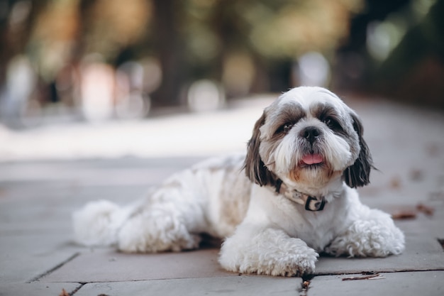 Cute Little Dog with Big Eyes – Free Stock Photo, Download for Free