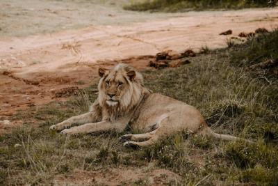 Powerful Lion Lying on Grass â Free to Download Stock Photo