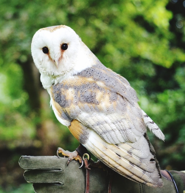 Close-Up Portrait of an Owl Perching Outdoors – Free Download