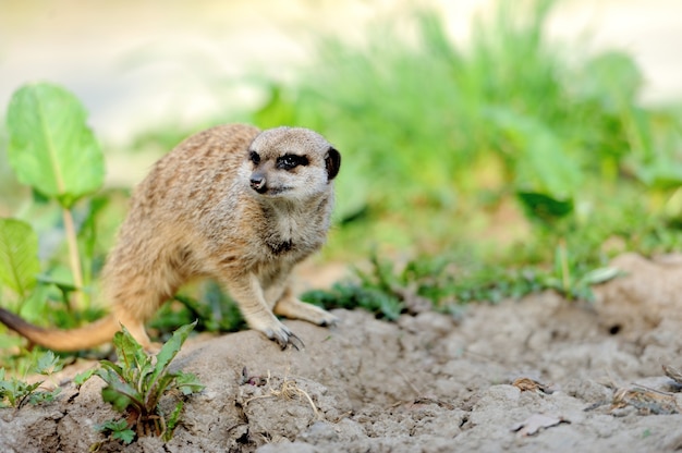 A Meerkat Standing Upright and Looking Alert – Free Download