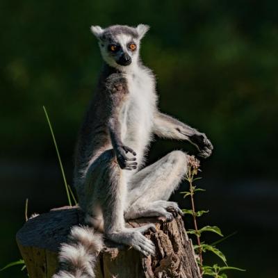 Lemur Sitting on Tree Stump – Free Stock Photo for Download