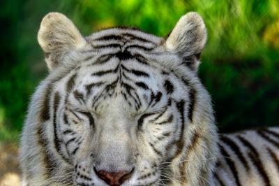 Close-up Portrait of a Majestic White Tiger – Free to Download