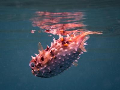 Porcupine Pufferfish: Stunning Underwater Imagery for Free Download