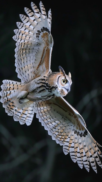 A Bird Flying in the Dark with an Owl Wing – Free Stock Photo for Download