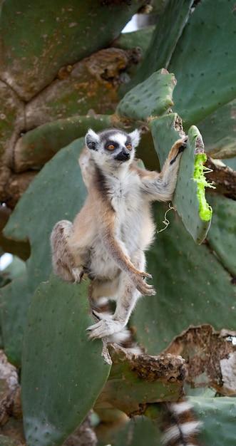 Ring-tailed Lemur Enjoying Prickly Pear Cactus – Free Stock Photo for Download