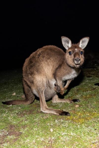 Portrait of a Wild Kangaroo at Night – Free Download