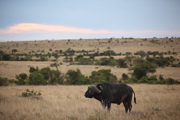 Big Black Buffalo in a Field Under Colorful Clouds – Free Stock Photo Download