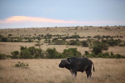 Big Black Buffalo in a Field Under Colorful Clouds – Free Stock Photo Download