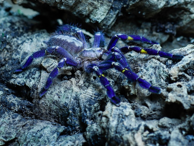 A Blue Tarantula on a Rock – Free Stock Photo, Download Free