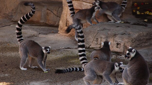 Lemurs on Field – Explore Free Stock Photos for Download