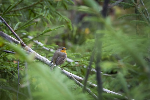 Brown and Yellow Bird on Tree Branch – Free Stock Photo, Download Free