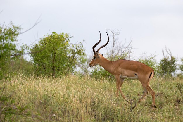 Side View of a Deer in a Field Against the Sky – Free Stock Photo for Download