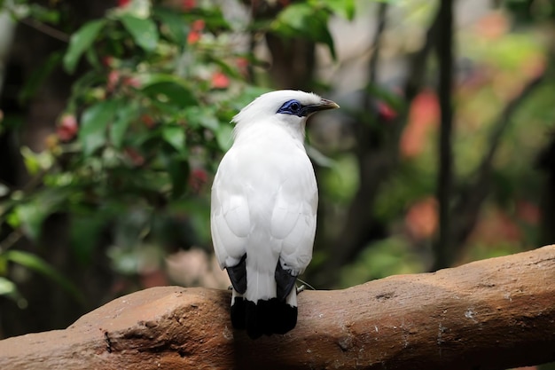 Close-Up of Jalak Bali Bird on a Tree Branch – Free to Download