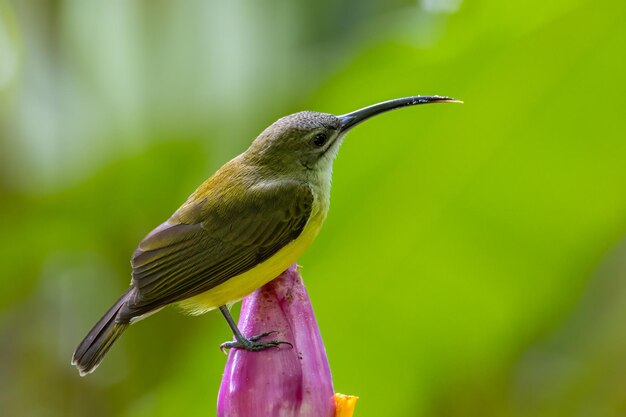 Little Bird Drinking Nectar from Banana Flower – Free Stock Photo for Download