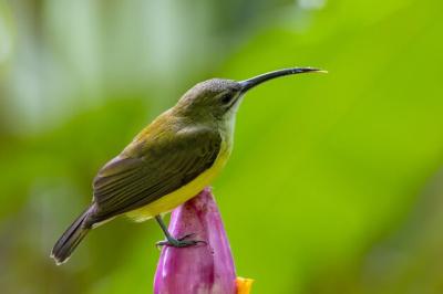 Little Bird Drinking Nectar from Banana Flower – Free Stock Photo for Download