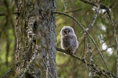 Brown and White Owl Sitting on Tree Branch – Free Stock Photo, Download Free