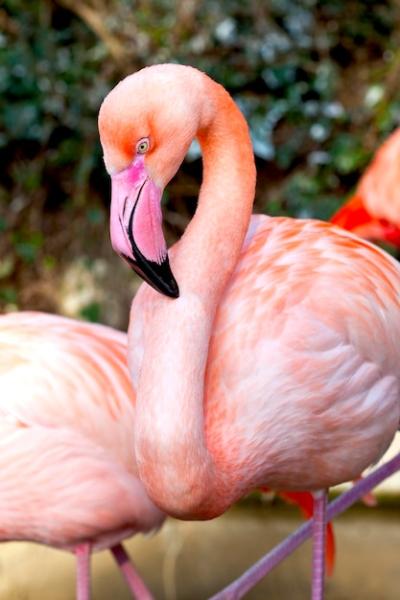 Pink Flamingo – Free Stock Photo, Download Free