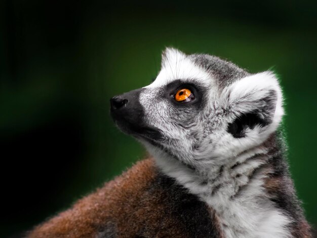 Lemur Profile – Free Stock Photo, Download for Free