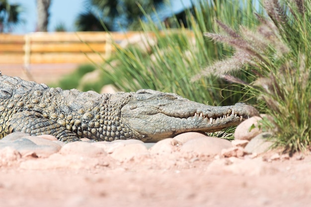 Close-Up of a Lizard on Land – Free Stock Photo, Download for Free