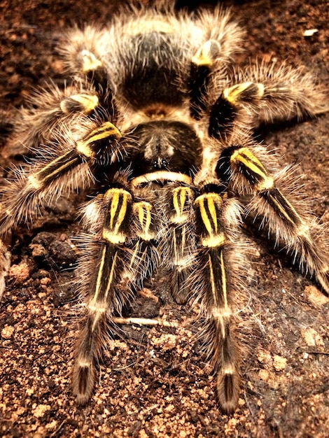 Close-up of Grammostola Pulchripes – Free Download