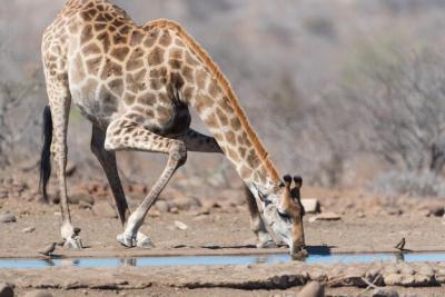 Giraffe in Beautiful Landscape – Free Stock Photo, Download Free