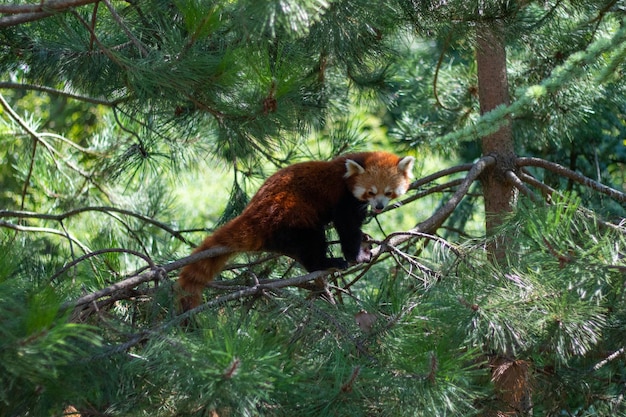 Closeup Shot of a Red Panda on a Fir Tree in the Wild – Free Stock Photo, Download Free