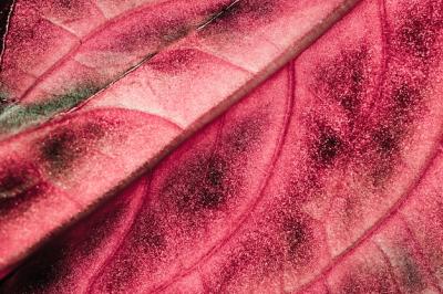 Macro Photography of a Vibrant Red Leaf – Free Stock Photo, Download Free