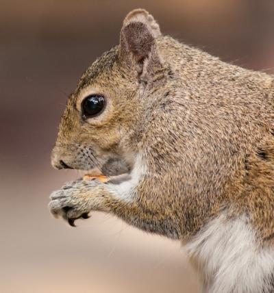 Closeup Shot of a Squirrel Eating Food – Free Stock Photo, Download for Free