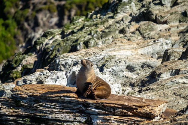 Fur Seals Swimming and Relaxing on Rocks in an Australian National Park