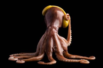 Octopus with Headphones on Black Background – Free to Download