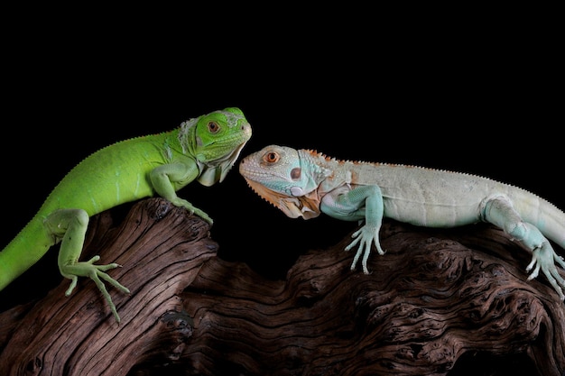 Closeup of Baby Blue and Green Iguana on Wood – Free Download