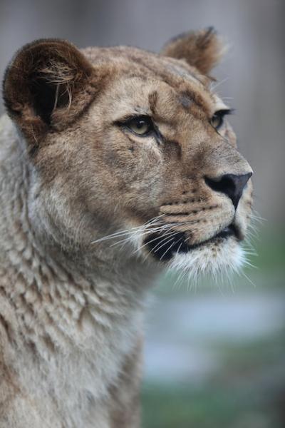 Majestic Lioness Portrait in Nature – Free Download