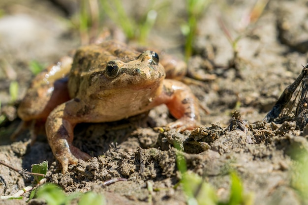 Mediterranean Painted Frog Resting in Mud and Water – Free Stock Photo for Download