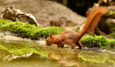 Squirrel in Nature – Free Stock Photo for Download