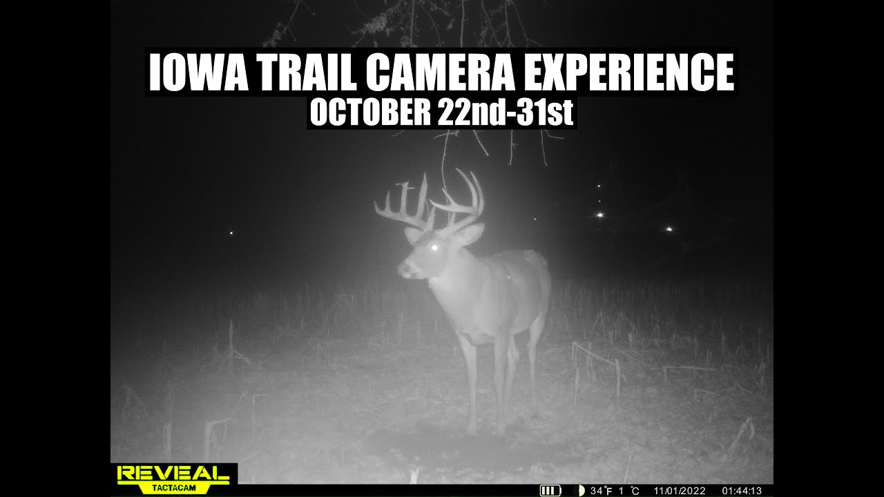 IOWA Trail Camera Experience BIG BUCKS YouTube