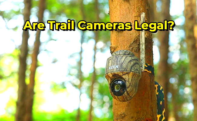 Are Trail Cameras Legal How to Set Them up Legally