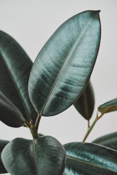 Rubber Plant Leaves on Gray Background – Free Stock Photo for Download