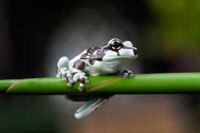 Tiny Amazon Milk Frog on Branch – Closeup of Panda Bear Tree Frog | Free Download