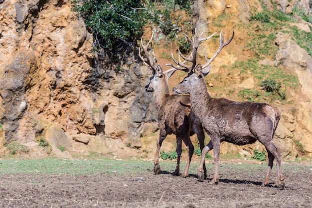 Stunning Wild Deer Photography – Free Download