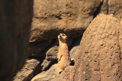 Close-up of Lizard on Rock – Free Stock Photo, Download for Free