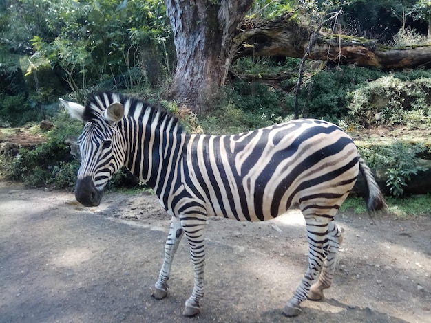 Zebra Standing in Zoo – Free Stock Photo for Download