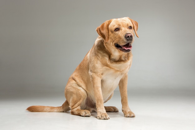 Labrador Retriever: Free Stock Photo for Download