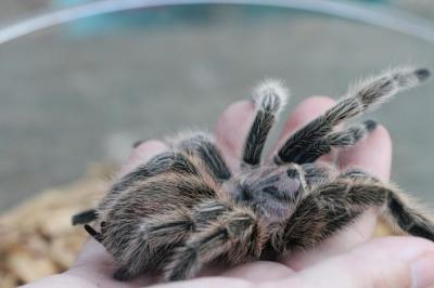 Tarantula in the Wild – Free Stock Photo for Download