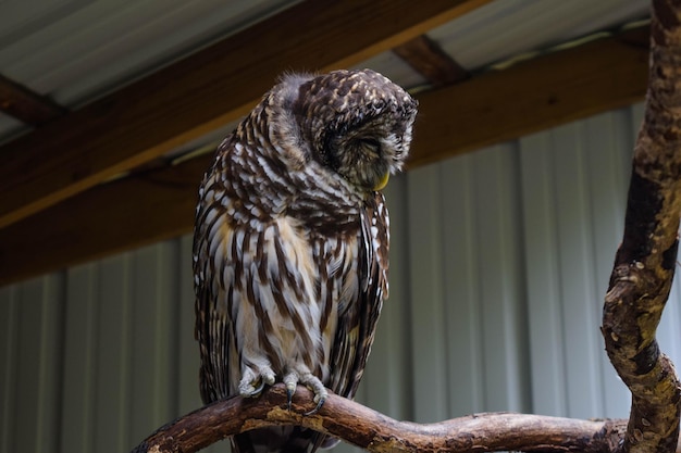 Close-up of Eagle Perched on Wood – Free Download