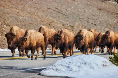 Herd of Bison Walking Down a Snowy Road – Free Stock Photo, Download for Free